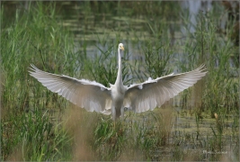 <p>VOLAVKA BÍLÁ (Egretta alba) jižní Morava ---- /Great egret - Silberreiher/</p>